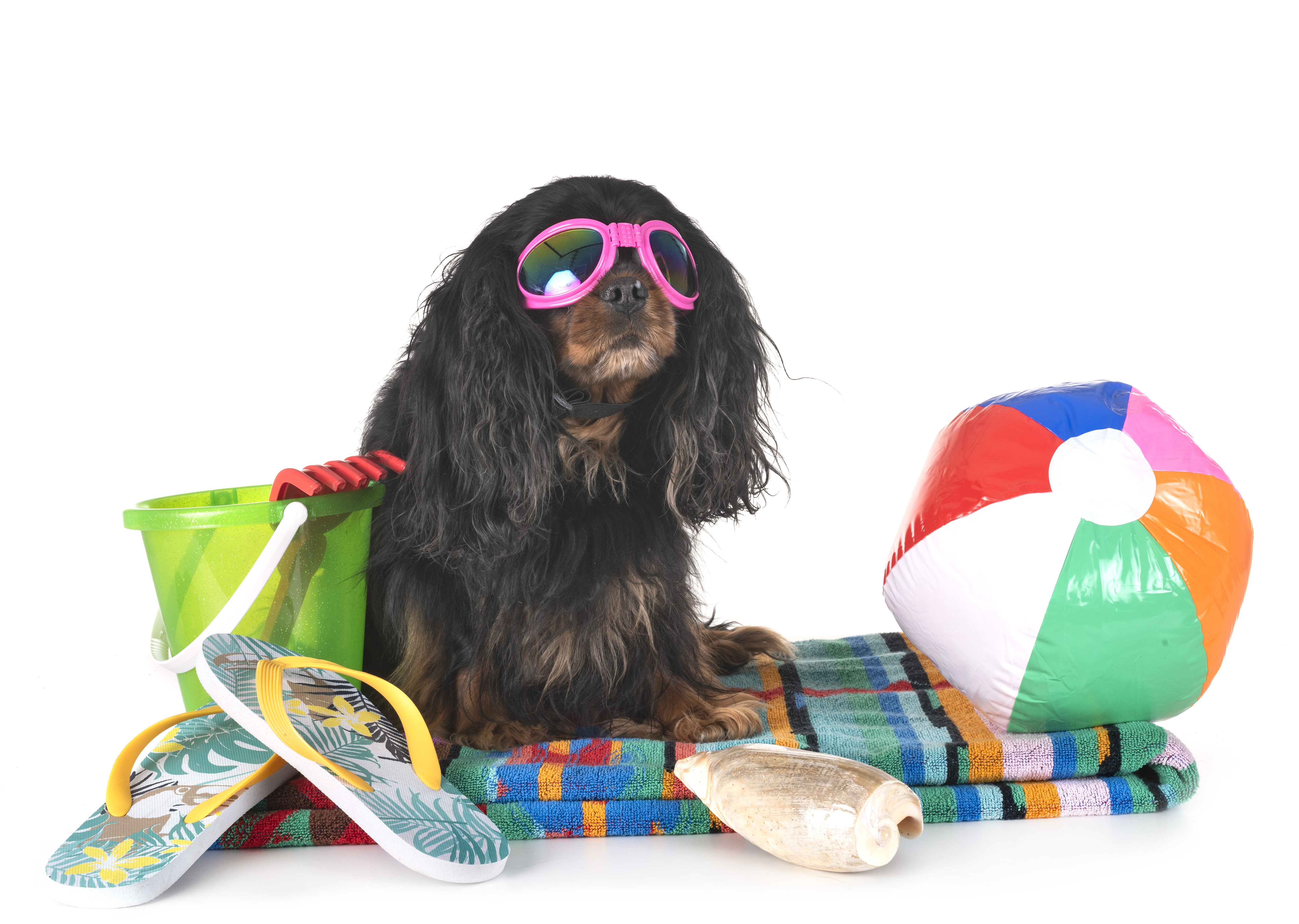 Background of Turd Nerd's Website - Best Boise Dog Poop Clean Up