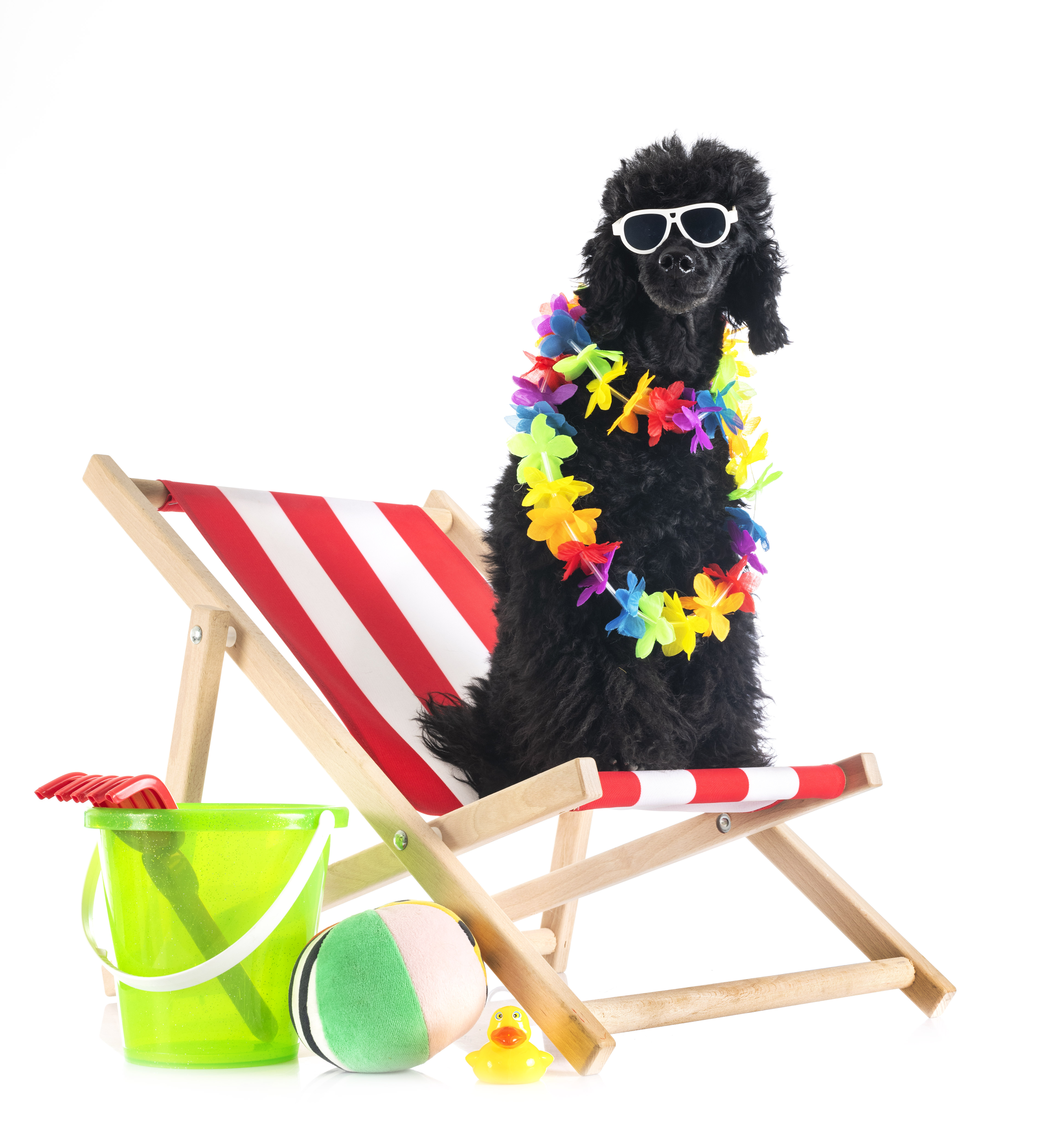 Black, fluffy dog on a beach chair with sunglasses.