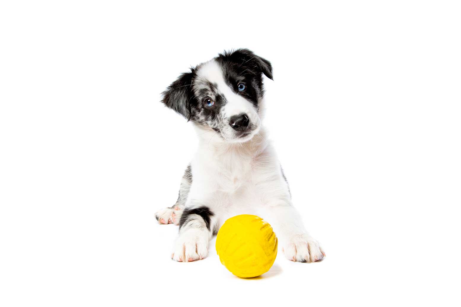 Boise Dog Poop Clean Up - Border collie dog in front of a white background